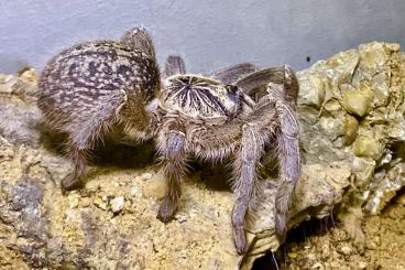 - bird spiders kaufen und verkaufen Photo: Diverse junge Vogelspinnen zur Übergabe oder Versand