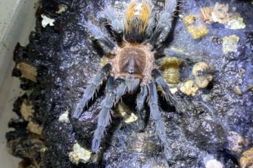 Vogelspinnen kaufen und verkaufen Foto: Rarität: Plesiopelma sp. Bolivien