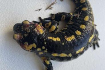 Salamander kaufen und verkaufen Foto: Salamandra gallaica Sintra