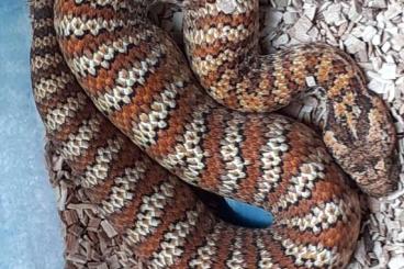 Venomous snakes kaufen und verkaufen Photo: 1,0 Acanthophis rugosus cb 2024 Dajarra Venomous snakes kaufen und verkaufen Photo: 1,0 Acanthophis rugosus cb 2024 Dajarra