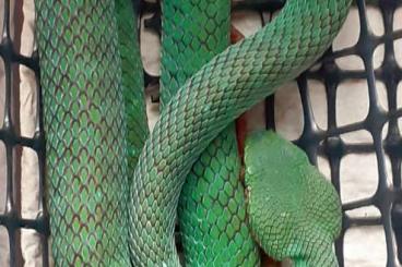 Giftschlangen kaufen und verkaufen Foto: 1,0 Trimeresurus popeiorum cb 2023 for Hamm
