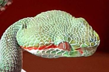 Giftschlangen kaufen und verkaufen Foto: 1,0 Trimeresurus popeiorum cb 2023 for Hamm Giftschlangen kaufen und verkaufen Foto: 1,0 Trimeresurus popeiorum cb 2023 for Hamm