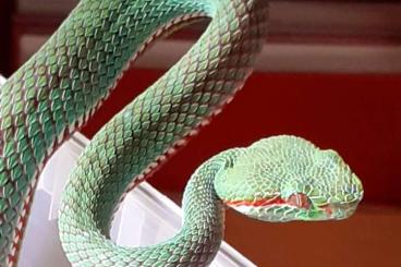 Giftschlangen kaufen und verkaufen Foto: Trimeresurus popeiorum male cb 23 for Hamm in September Giftschlangen kaufen und verkaufen Foto: Trimeresurus popeiorum male cb 23 for Hamm in September