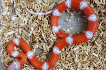 Snakes kaufen und verkaufen Photo:  L.t.nelsoni Albino,  Hypoerytristic Albino