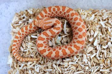 Schlangen kaufen und verkaufen Foto: Heterodon nasicus Red Albino