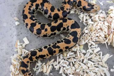 Schlangen kaufen und verkaufen Foto: E.c.loveridgei – Sand boa 