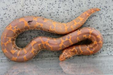 Schlangen kaufen und verkaufen Foto:  E.c.loveridgei – Sand boa
