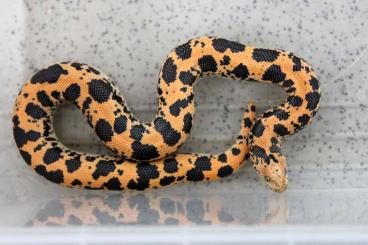 Snakes kaufen und verkaufen Photo: E.c.loveridgei – Sand boa Dodoma 4,7
