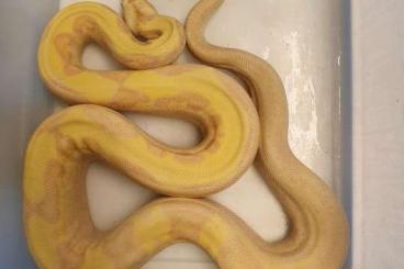 Boas kaufen und verkaufen Photo: Adult breeder boa's, redy to breed!