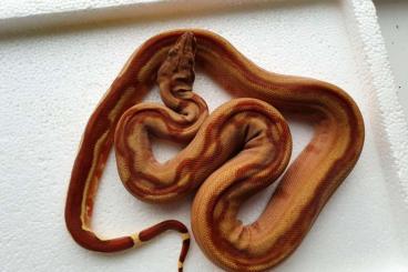 Boas kaufen und verkaufen Foto: Boa constrictor hypo pastel project