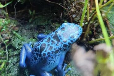 Poison dart frogs kaufen und verkaufen Photo: Dendrobates Azureus Nachzuchten Poison dart frogs kaufen und verkaufen Photo: Dendrobates Azureus Nachzuchten