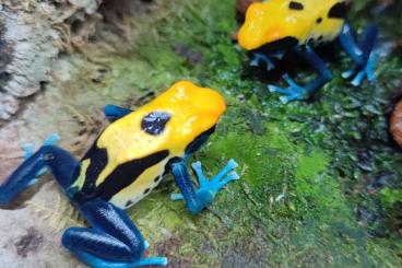 Poison dart frogs kaufen und verkaufen Photo: Dendrobates / Dendrobaten Brasilianer Männchen gegen Weibchen Poison dart frogs kaufen und verkaufen Photo: Dendrobates / Dendrobaten Brasilianer Männchen gegen Weibchen