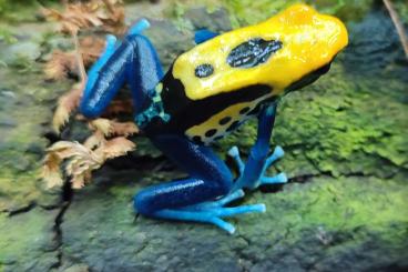 Poison dart frogs kaufen und verkaufen Photo: Dendrobates / Dendrobaten Brasilianer Nz´ten Poison dart frogs kaufen und verkaufen Photo: Dendrobates / Dendrobaten Brasilianer Nz´ten