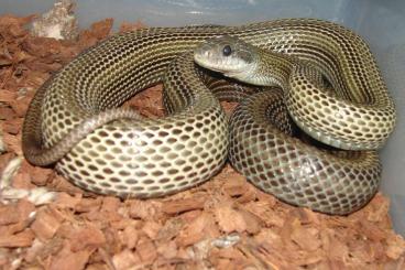 Snakes kaufen und verkaufen Photo: Für Hamm 9-12  Elaphe climacophora
