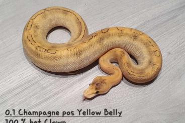 Ball Pythons kaufen und verkaufen Photo: Wunderschöne Königspytons durch Reduzierung Abzugeben 