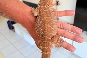 Bearded dragons kaufen und verkaufen Photo: Leatherback Bartagamen Männchen Pogona vitticeps Bearded dragons kaufen und verkaufen Photo: Leatherback Bartagamen Männchen Pogona vitticeps