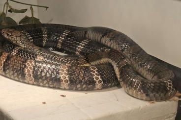 Venomous snakes kaufen und verkaufen Photo: Naja nigricincta woodi CB23 & Ophiophagus hannah (PreOrder)