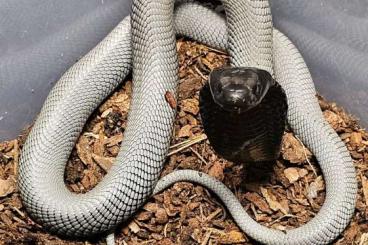 Venomous snakes kaufen und verkaufen Photo: Naja nigricincta woodi CB 2024