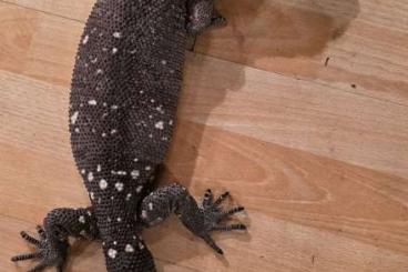 andere Echsen kaufen und verkaufen Foto: Heloderma horridum horridum for sale andere Echsen kaufen und verkaufen Foto: Heloderma horridum horridum for sale