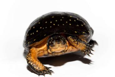 Schildkröten kaufen und verkaufen Foto: Search 1.0 Clemmys guttata Schildkröten kaufen und verkaufen Foto: Search 1.0 Clemmys guttata