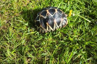Tortoises kaufen und verkaufen Photo: 0.0.1 astrochelys radiata Tortoises kaufen und verkaufen Photo: 0.0.1 astrochelys radiata