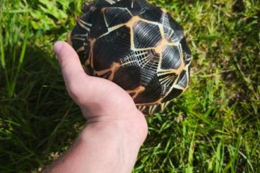 Tortoises kaufen und verkaufen Photo: 0.0.1 astrochelys radiata Tortoises kaufen und verkaufen Photo: 0.0.1 astrochelys radiata