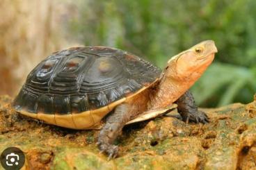 Schildkröten kaufen und verkaufen Foto: 0.1 cuora flavomarginata adult Schildkröten kaufen und verkaufen Foto: 0.1 cuora flavomarginata adult