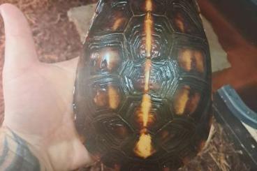 Turtles and Tortoises kaufen und verkaufen Photo: 0.1 cuora flavomarginata Turtles and Tortoises kaufen und verkaufen Photo: 0.1 cuora flavomarginata