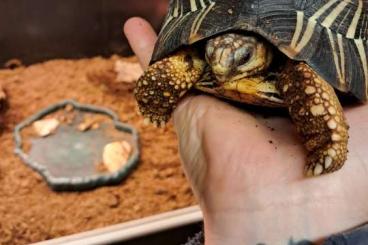 Schildkröten kaufen und verkaufen Foto: 0.0.1 astrochelys radiata Schildkröten kaufen und verkaufen Foto: 0.0.1 astrochelys radiata
