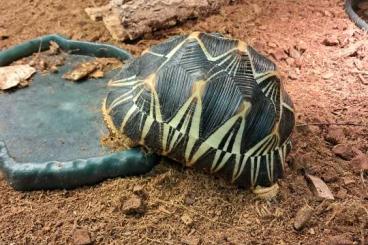 Schildkröten kaufen und verkaufen Foto: 0.0.1 astrochelys radiata Schildkröten kaufen und verkaufen Foto: 0.0.1 astrochelys radiata