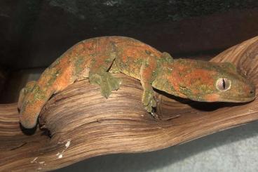 Geckos kaufen und verkaufen Foto: Rhacodactylus Mniarogekko chahoua