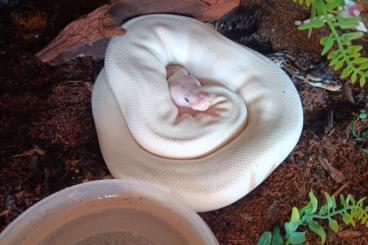 Pythons kaufen und verkaufen Foto: 0.1 Butter Piebald 1.0 Het Piebald 