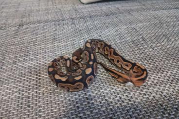 Pythons kaufen und verkaufen Photo: 0.1 Butter Piebald 1.0 Het Piebald 