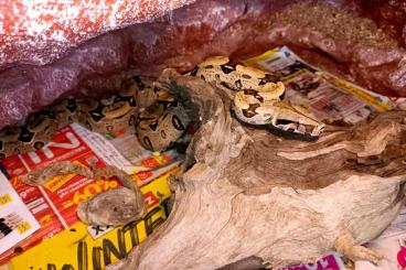 Boas kaufen und verkaufen Photo: 1.1 Boa Constrictor Constrictor Brasilien 