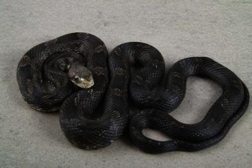 Schlangen kaufen und verkaufen Foto: Erdnatter; Pantherophis alleghaniensis (P. obsoletus; Elaphe obsoleta)