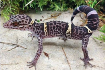 Lizards kaufen und verkaufen Photo: G. hainanensis, chahoua, nephrurus, eublepharis and more