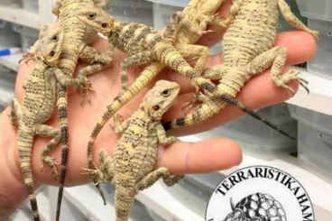 Geckos kaufen und verkaufen Photo: Tiliqua scincoides, Laudakia, Stigmochelys pardalis...