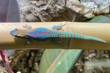 Geckos kaufen und verkaufen Photo: Phelsuma ornata / Schmuck Taggecko