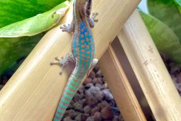 Geckos kaufen und verkaufen Foto: Schmuck-Taggecko / Phelsuma ornata 