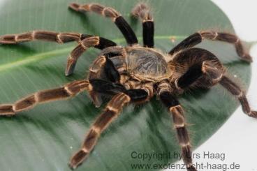 Spinnen und Skorpione kaufen und verkaufen Foto: Vorbestellung / preorder Terraristika Hamm