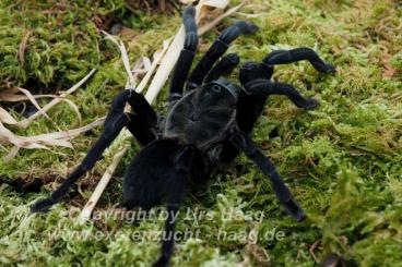Spiders and Scorpions kaufen und verkaufen Photo: Vorbestellung / preorder Weinstadt 12.10 Spiders and Scorpions kaufen und verkaufen Photo: Vorbestellung / preorder Weinstadt 12.10