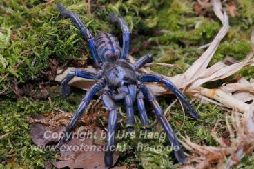 Spiders and Scorpions kaufen und verkaufen Photo: Vorbestellung / preorder Weinstadt Spiders and Scorpions kaufen und verkaufen Photo: Vorbestellung / preorder Weinstadt