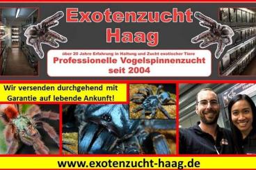 Spinnen und Skorpione kaufen und verkaufen Foto: Onlineshop - Versand mit Garantie auf lebende Ankunft Spinnen und Skorpione kaufen und verkaufen Foto: Onlineshop - Versand mit Garantie auf lebende Ankunft