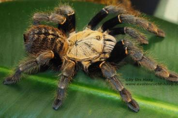 Spinnen und Skorpione kaufen und verkaufen Foto: Vorbestellung / preorder Weinstadt & Verona
