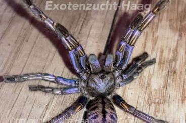 Spinnen und Skorpione kaufen und verkaufen Foto: Special offer preorder Terraristika Hamm 10.06