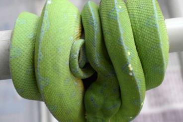Snakes kaufen und verkaufen Photo: M.Viridis AruSorong xJayapura CB 23.3.2022 