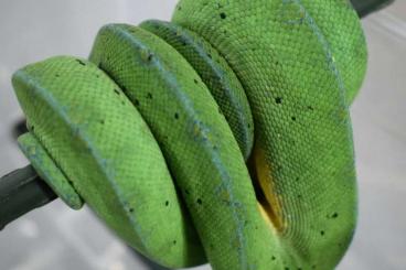 Snakes kaufen und verkaufen Photo: M.Viridis AruSorong x Jayapura CB 23.3.2022 