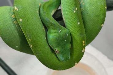 Pythons kaufen und verkaufen Foto: Morelia Viridis Aru 1,0 CB 2023