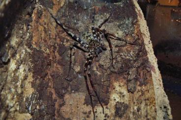 Spinnen und Skorpione kaufen und verkaufen Foto: Thailand cave Heteropoda slings for sale