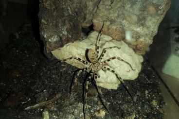 Spiders and Scorpions kaufen und verkaufen Photo: ambrusgergely86@gmail.com